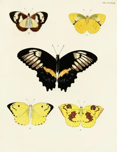 Foreign Butterflies Occurring In The Three Continents Asia Africa And America Pl 036