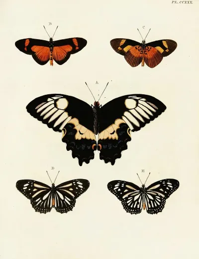 Foreign Butterflies Occurring In The Three Continents Asia Africa And America Pl 037