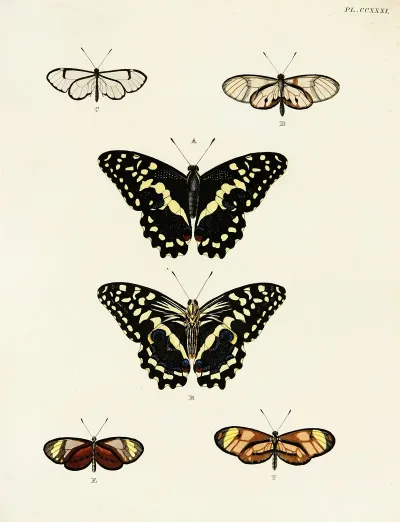 Foreign Butterflies Occurring In The Three Continents Asia Africa And America Pl 038