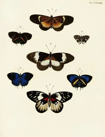 Foreign Butterflies Occurring In The Three Continents Asia Africa And America Pl 040