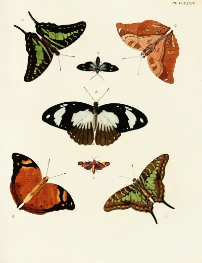 Foreign Butterflies Occurring In The Three Continents Asia Africa And America Pl 041