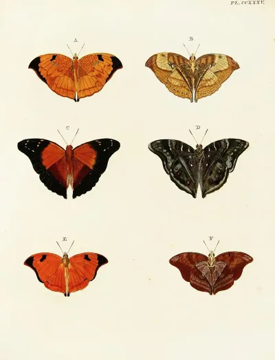 Foreign Butterflies Occurring In The Three Continents Asia Africa And America Pl 042
