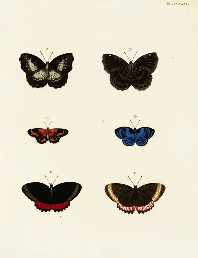 Foreign Butterflies Occurring In The Three Continents Asia Africa And America Pl 043