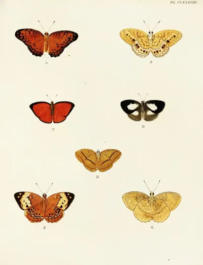 Foreign Butterflies Occurring In The Three Continents Asia Africa And America Pl 045