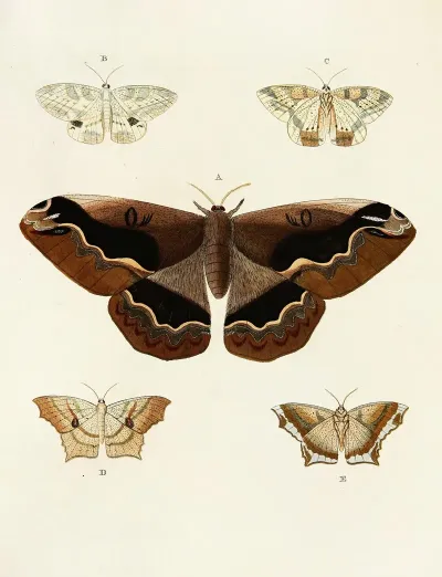 Foreign Butterflies Occurring In The Three Continents Asia Africa And America Pl 047