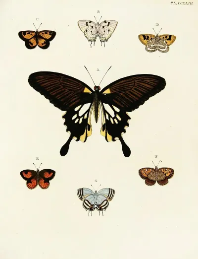 Foreign Butterflies Occurring In The Three Continents Asia Africa And America Pl 050