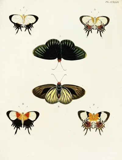 Foreign Butterflies Occurring In The Three Continents Asia Africa And America Pl 051