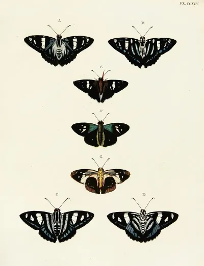 Foreign Butterflies Occurring In The Three Continents Asia Africa And America Pl 052