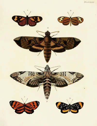 Foreign Butterflies Occurring In The Three Continents Asia Africa And America Pl 053