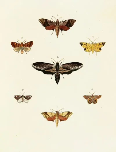 Foreign Butterflies Occurring In The Three Continents Asia Africa And America Pl 054