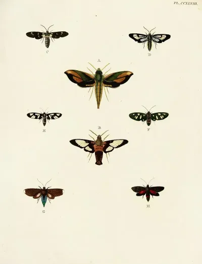 Foreign Butterflies Occurring In The Three Continents Asia Africa And America Pl 055