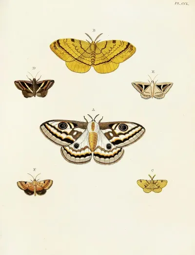Foreign Butterflies Occurring In The Three Continents Asia Africa And America Pl 057