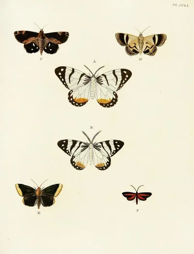 Foreign Butterflies Occurring In The Three Continents Asia Africa And America Pl 058