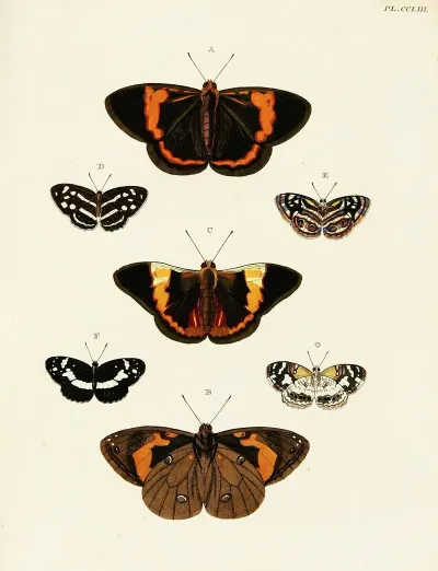 Foreign Butterflies Occurring In The Three Continents Asia Africa And America Pl 060