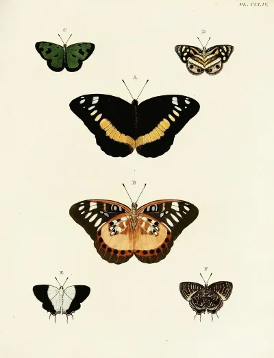 Foreign Butterflies Occurring In The Three Continents Asia Africa And America Pl 061