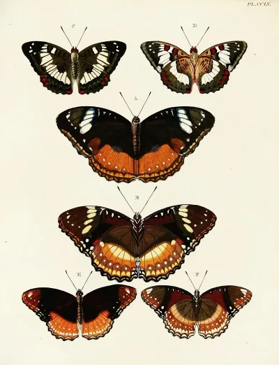 Foreign Butterflies Occurring In The Three Continents Asia Africa And America Pl 062