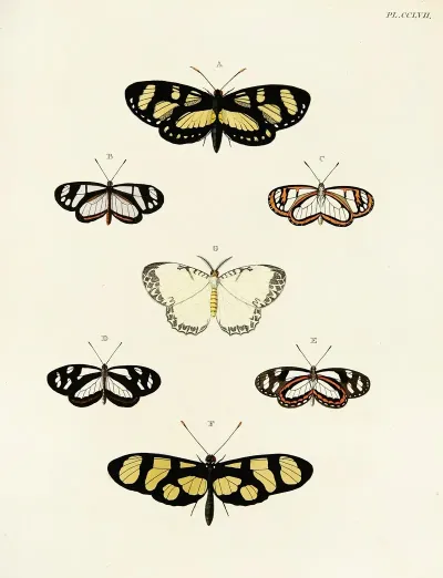 Foreign Butterflies Occurring In The Three Continents Asia Africa And America Pl 064