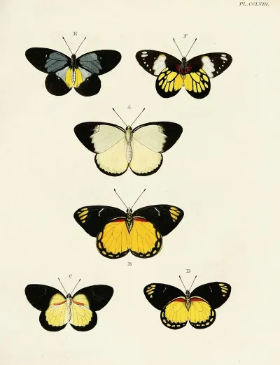 Foreign Butterflies Occurring In The Three Continents Asia Africa And America Pl 065