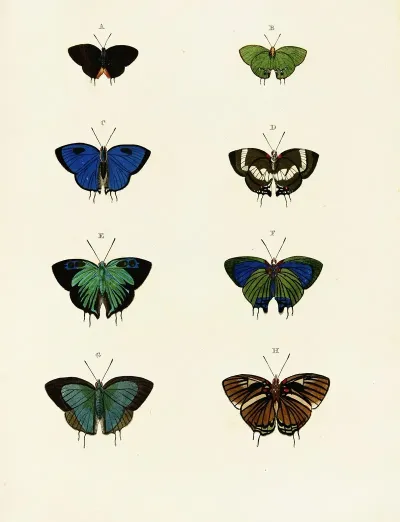 Foreign Butterflies Occurring In The Three Continents Asia Africa And America Pl 066