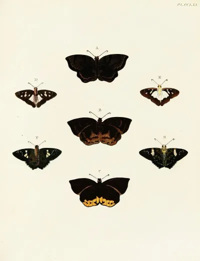 Foreign Butterflies Occurring In The Three Continents Asia Africa And America Pl 068