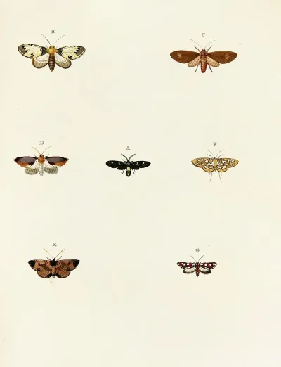 Foreign Butterflies Occurring In The Three Continents Asia Africa And America Pl 071