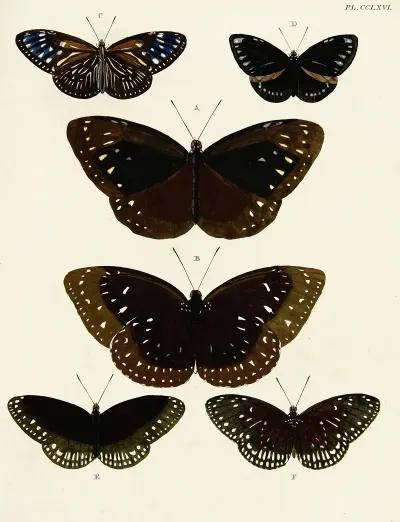 Foreign Butterflies Occurring In The Three Continents Asia Africa And America Pl 073