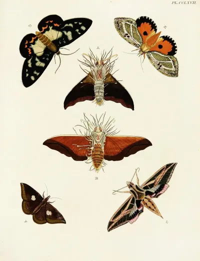 Foreign Butterflies Occurring In The Three Continents Asia Africa And America Pl 074