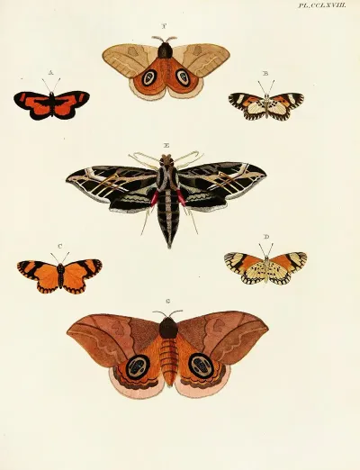 Foreign Butterflies Occurring In The Three Continents Asia Africa And America Pl 075