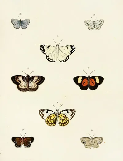 Foreign Butterflies Occurring In The Three Continents Asia Africa And America Pl 077