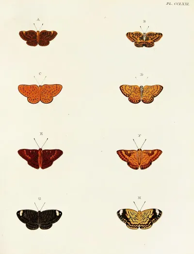 Foreign Butterflies Occurring In The Three Continents Asia Africa And America Pl 078