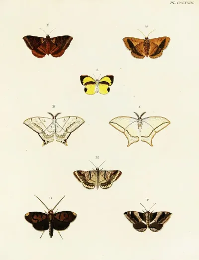 Foreign Butterflies Occurring In The Three Continents Asia Africa And America Pl 080
