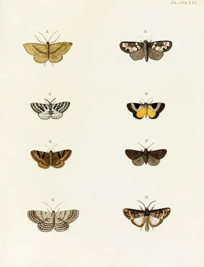 Foreign Butterflies Occurring In The Three Continents Asia Africa And America Pl 082