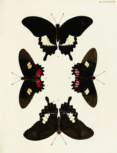 Foreign Butterflies Occurring In The Three Continents Asia Africa And America Pl 084