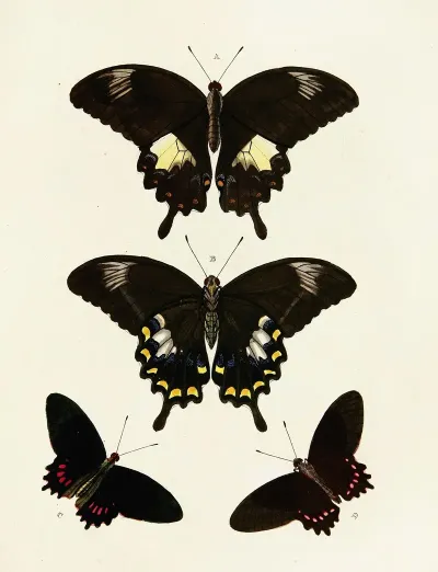 Foreign Butterflies Occurring In The Three Continents Asia Africa And America Pl 085