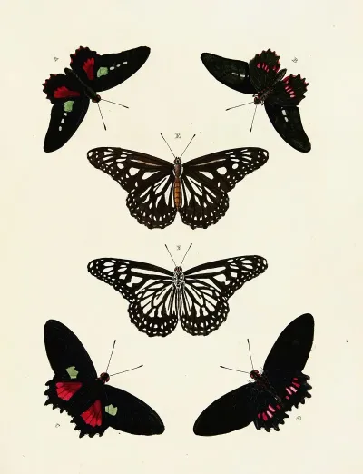 Foreign Butterflies Occurring In The Three Continents Asia Africa And America Pl 086