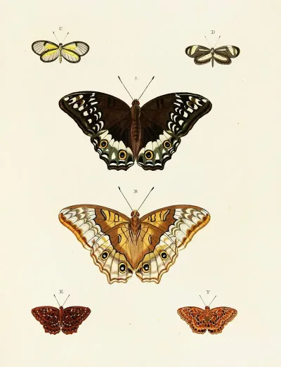 Foreign Butterflies Occurring In The Three Continents Asia Africa And America Pl 087