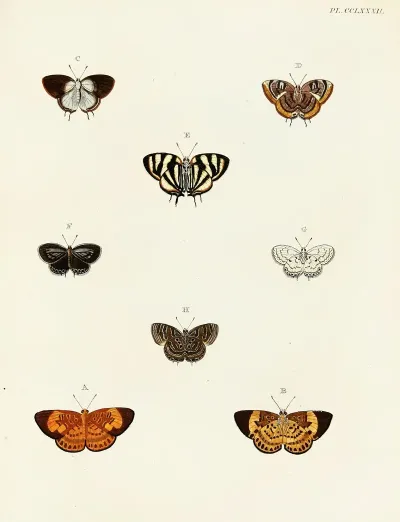 Foreign Butterflies Occurring In The Three Continents Asia Africa And America Pl 089