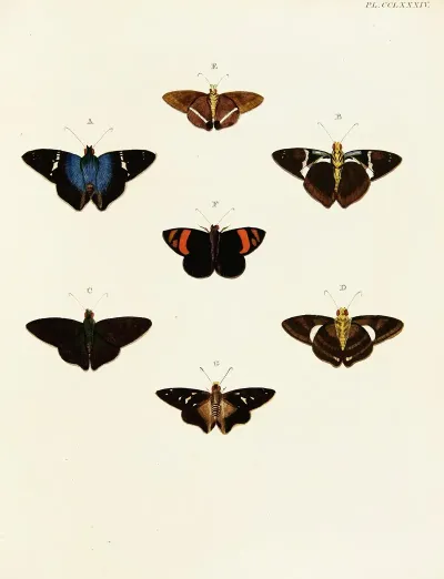 Foreign Butterflies Occurring In The Three Continents Asia Africa And America Pl 091