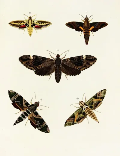 Foreign Butterflies Occurring In The Three Continents Asia Africa And America Pl 092