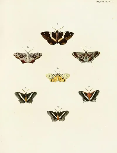 Foreign Butterflies Occurring In The Three Continents Asia Africa And America Pl 095