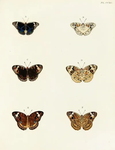 Foreign Butterflies Occurring In The Three Continents Asia Africa And America Pl 097
