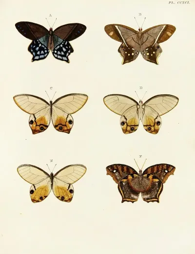 Foreign Butterflies Occurring In The Three Continents Asia Africa And America Pl 098