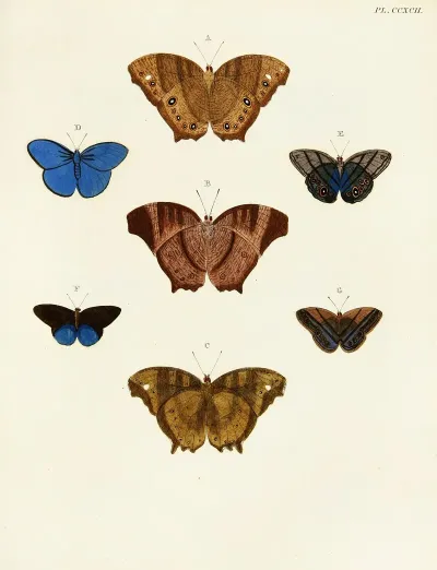 Foreign Butterflies Occurring In The Three Continents Asia Africa And America Pl 099