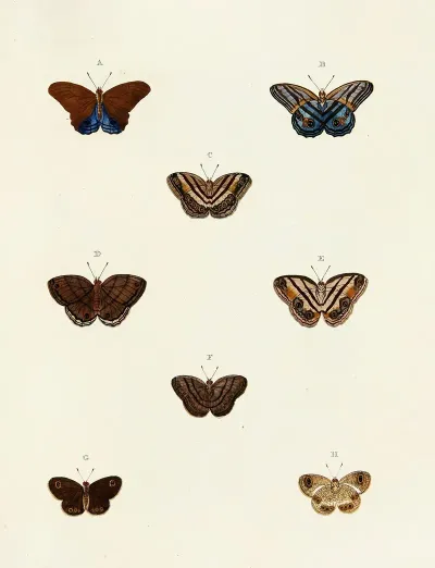 Foreign Butterflies Occurring In The Three Continents Asia Africa And America Pl 100