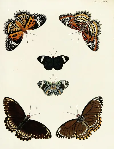 Foreign Butterflies Occurring In The Three Continents Asia Africa And America Pl 101