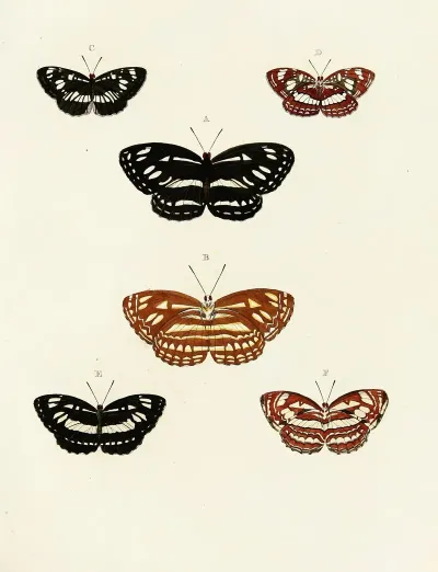Foreign Butterflies Occurring In The Three Continents Asia Africa And America Pl 102