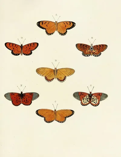 Foreign Butterflies Occurring In The Three Continents Asia Africa And America Pl 104