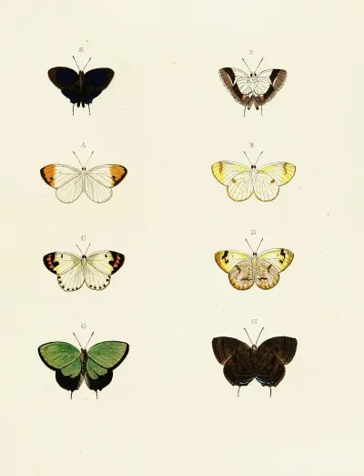 Foreign Butterflies Occurring In The Three Continents Asia Africa And America Pl 105