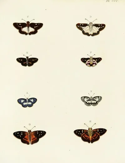 Foreign Butterflies Occurring In The Three Continents Asia Africa And America Pl 106