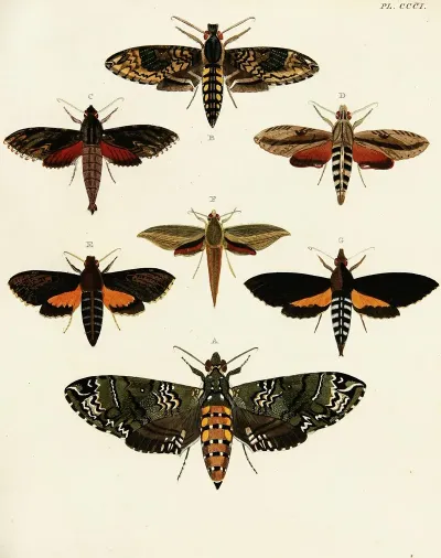 Foreign Butterflies Occurring In The Three Continents Asia Africa And America Pl 107